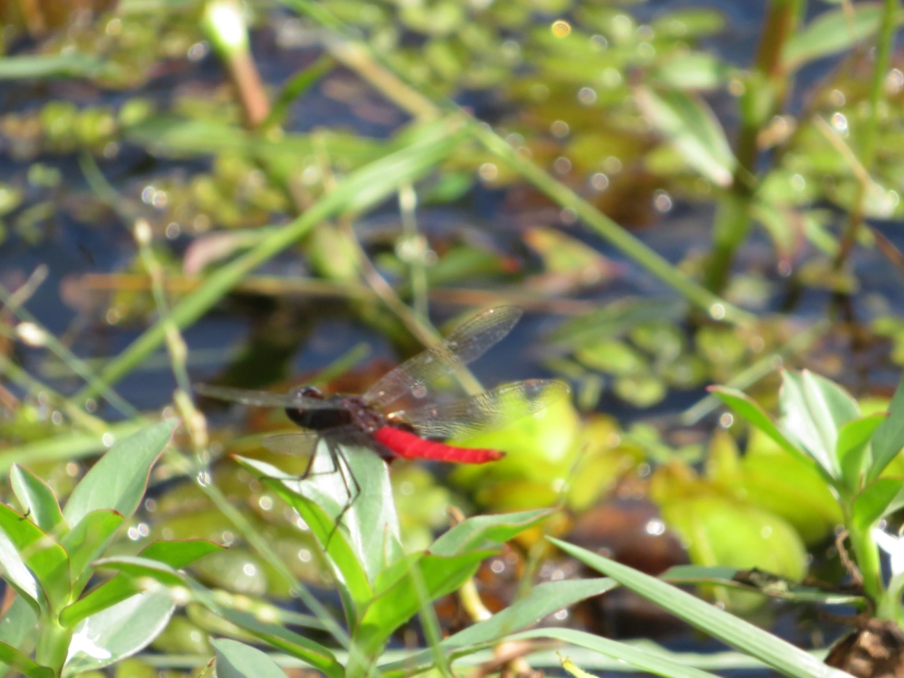 Rabo-escarlate-da-Guiana (Planiplax phoenicura), insetos, fotografado em Maresias, São Sebastião