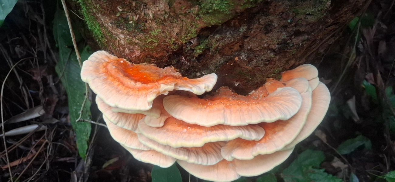 Cerrena zonata, fungos, fotografado em São Sebastião