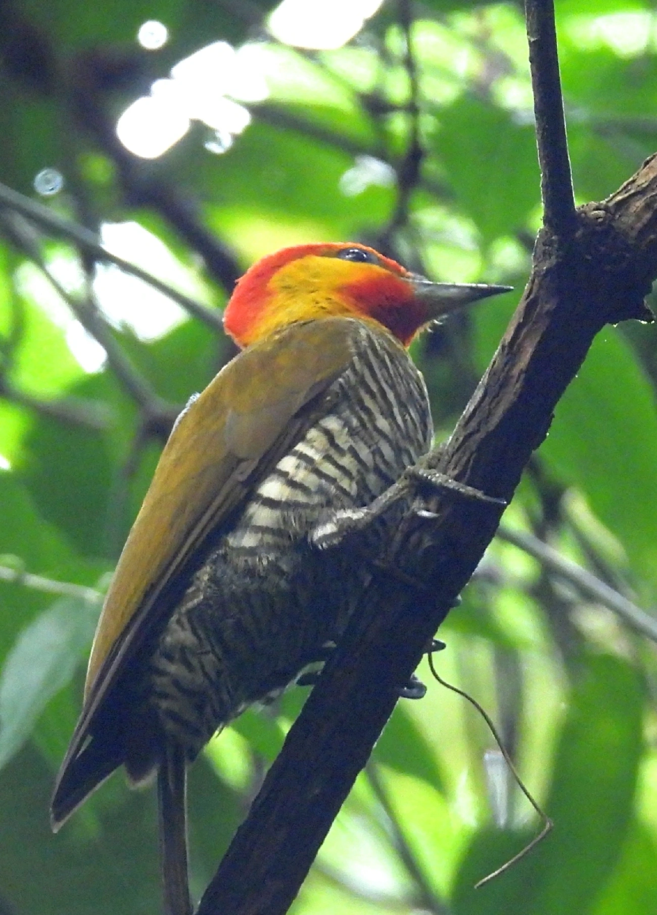 Pica-pau-bufador (Piculus flavigula), aves, fotografado em Maresias, São Sebastião