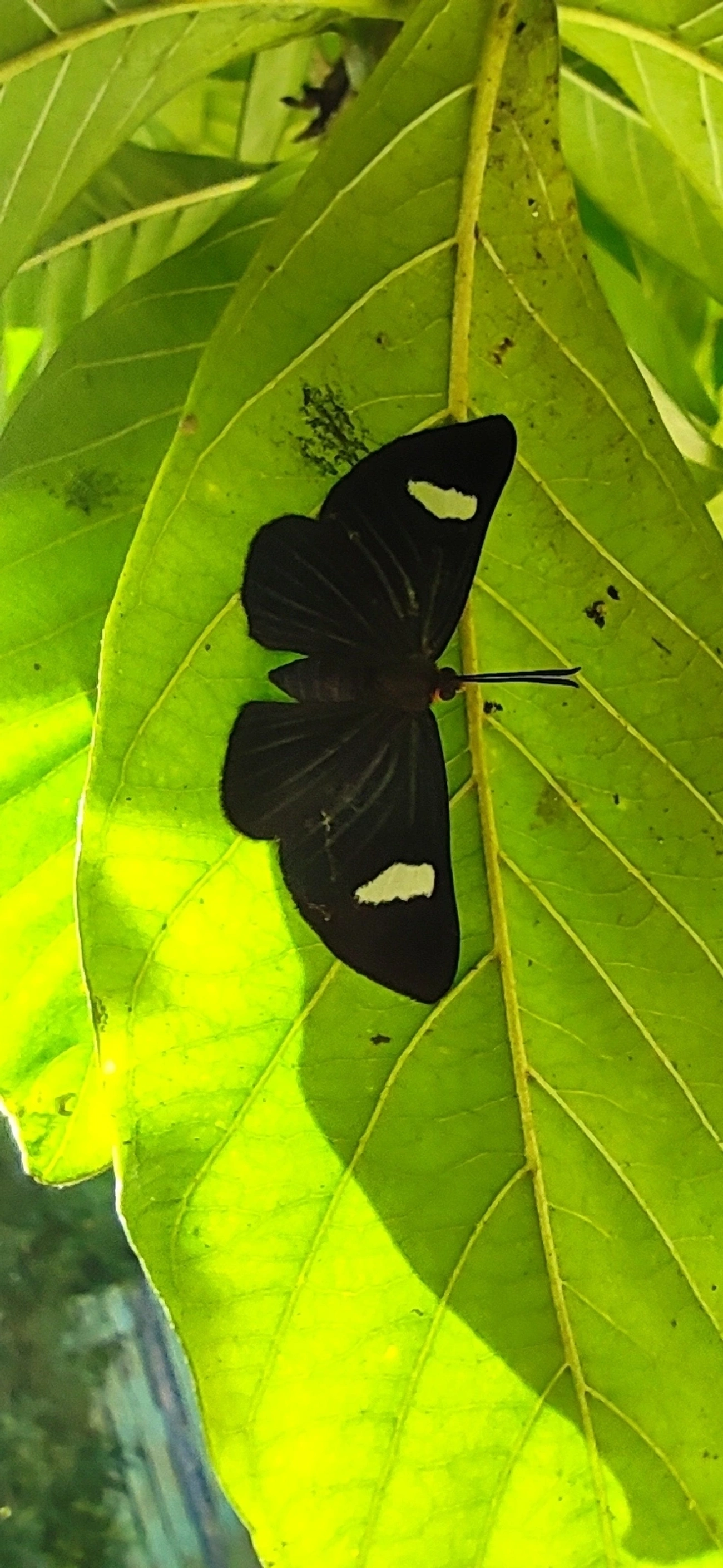 Pheles atricolor, insetos, fotografado em Maresias, São Sebastião