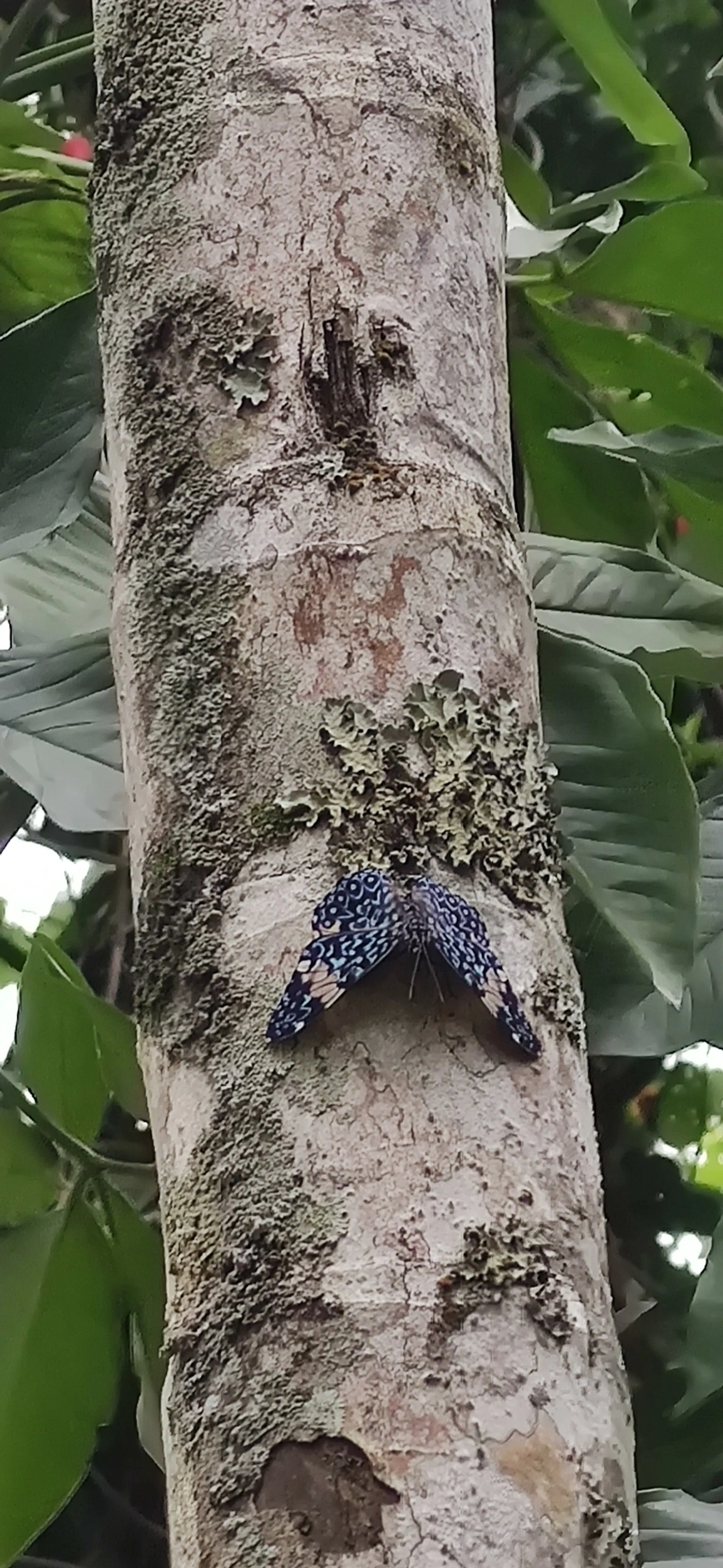 Assenta-pau (Hamadryas amphinome), insetos, fotografado em Maresias, São Sebastião