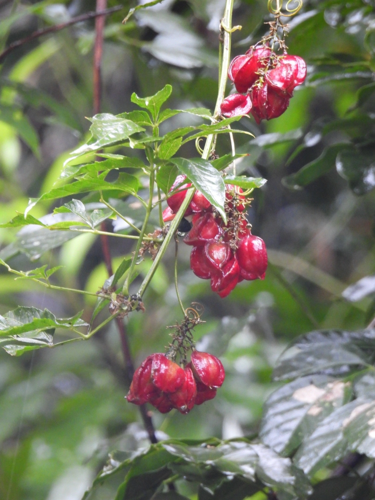 Guaraná triangular (Paullinia meliifolia), plantas, fotografado em Maresias, São Sebastião