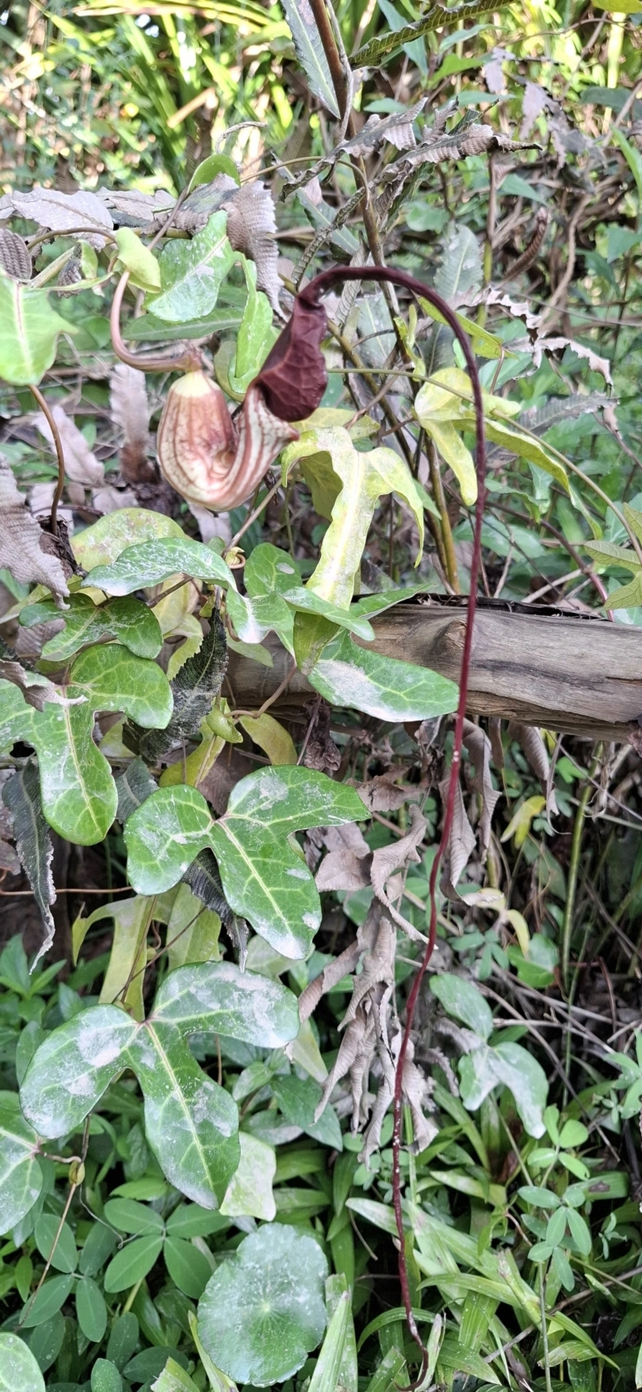 Aristolochia, plantas, fotografado em Maresias, São Sebastião