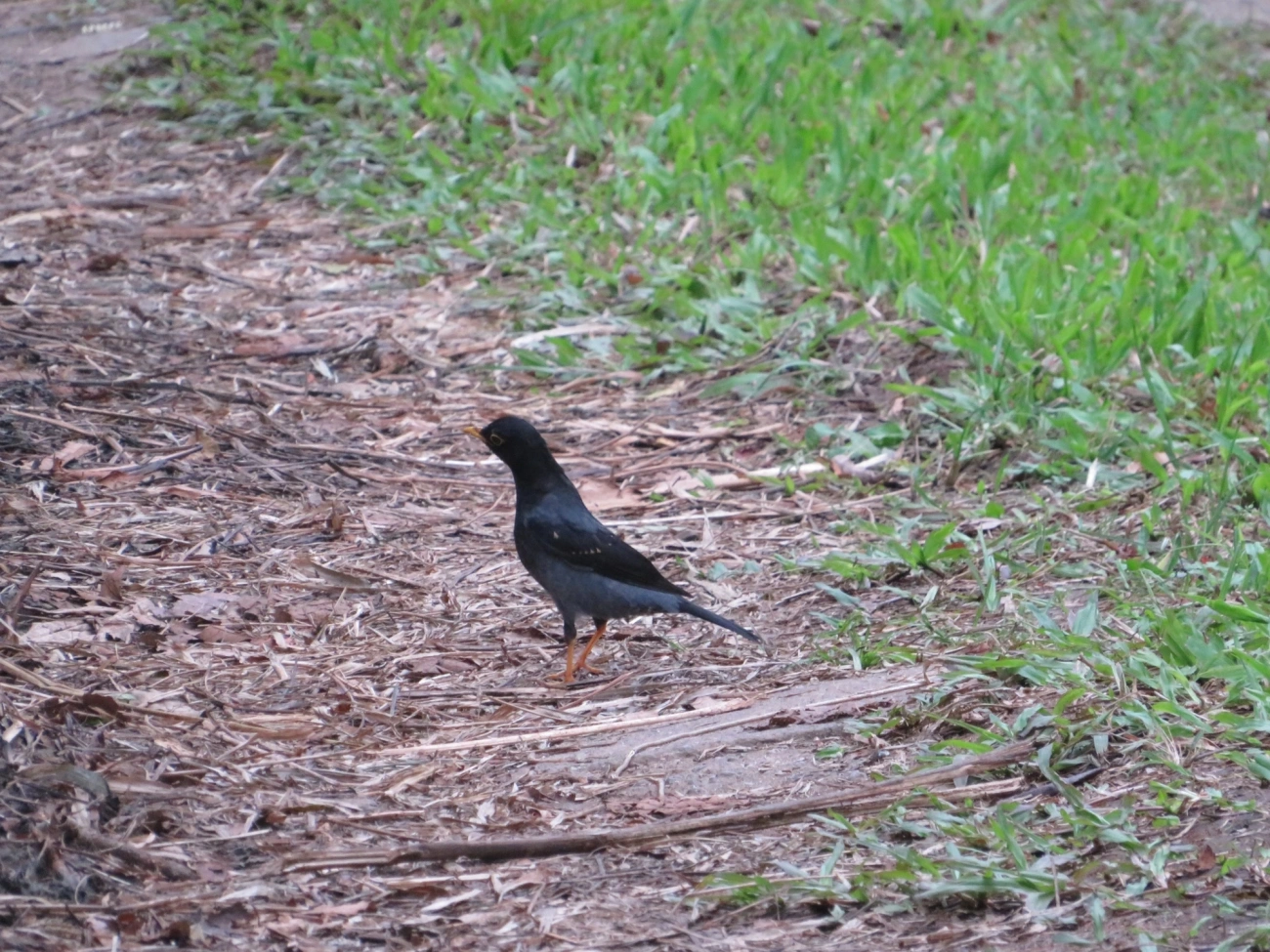 Sabiá-una (Turdus flavipes), aves, fotografado em Maresias, São Sebastião
