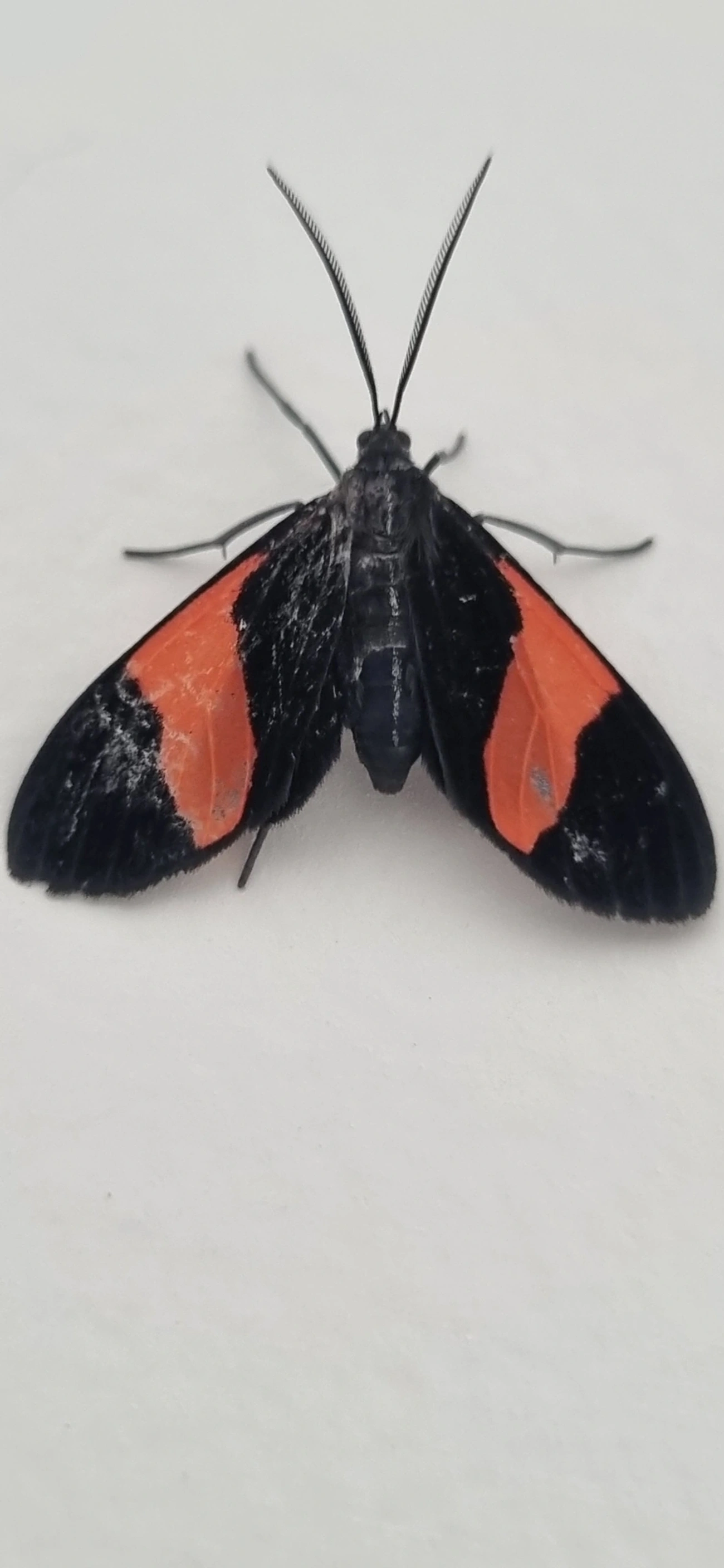 Callopepla emarginata, insetos, fotografado em Maresias, São Sebastião
