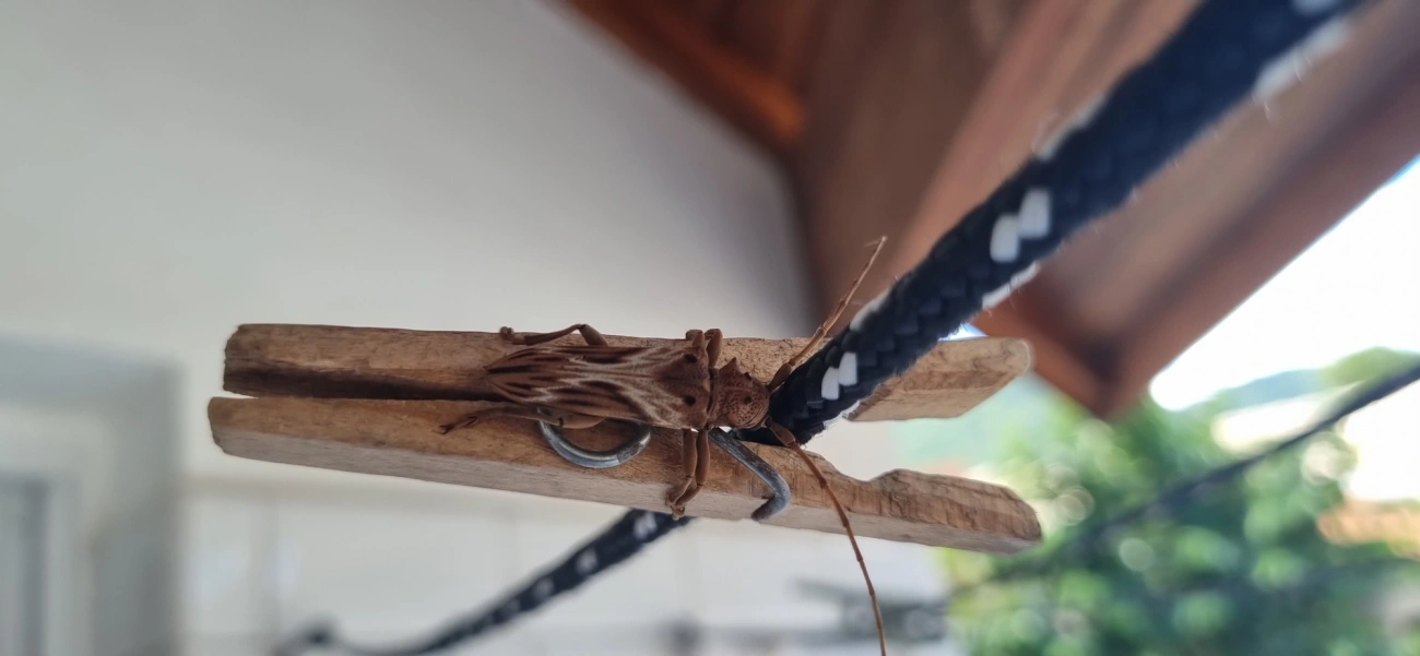 Rhaphiptera nodifera, insetos, fotografado em Maresias, São Sebastião
