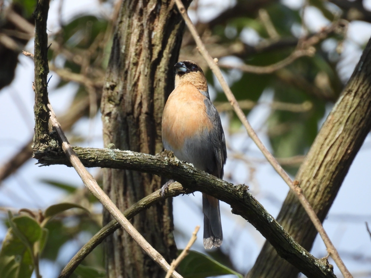 Bico-de-veludo (Schistochlamys ruficapillus), aves, fotografado em Cunha