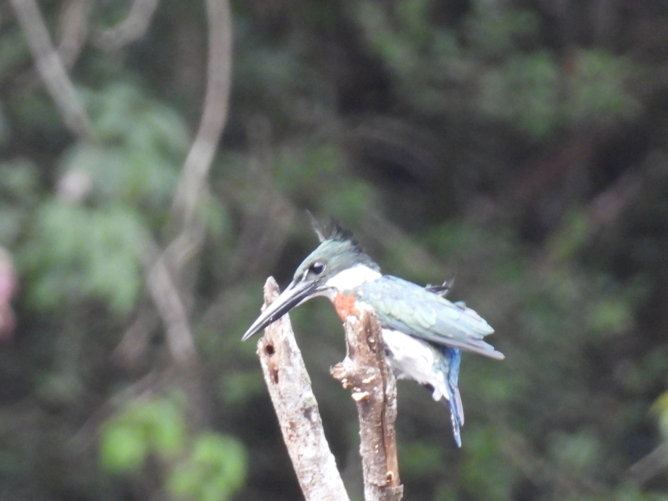 Martim-Pescador-Verde (Chloroceryle amazona), aves, fotografado em Cabreúva
