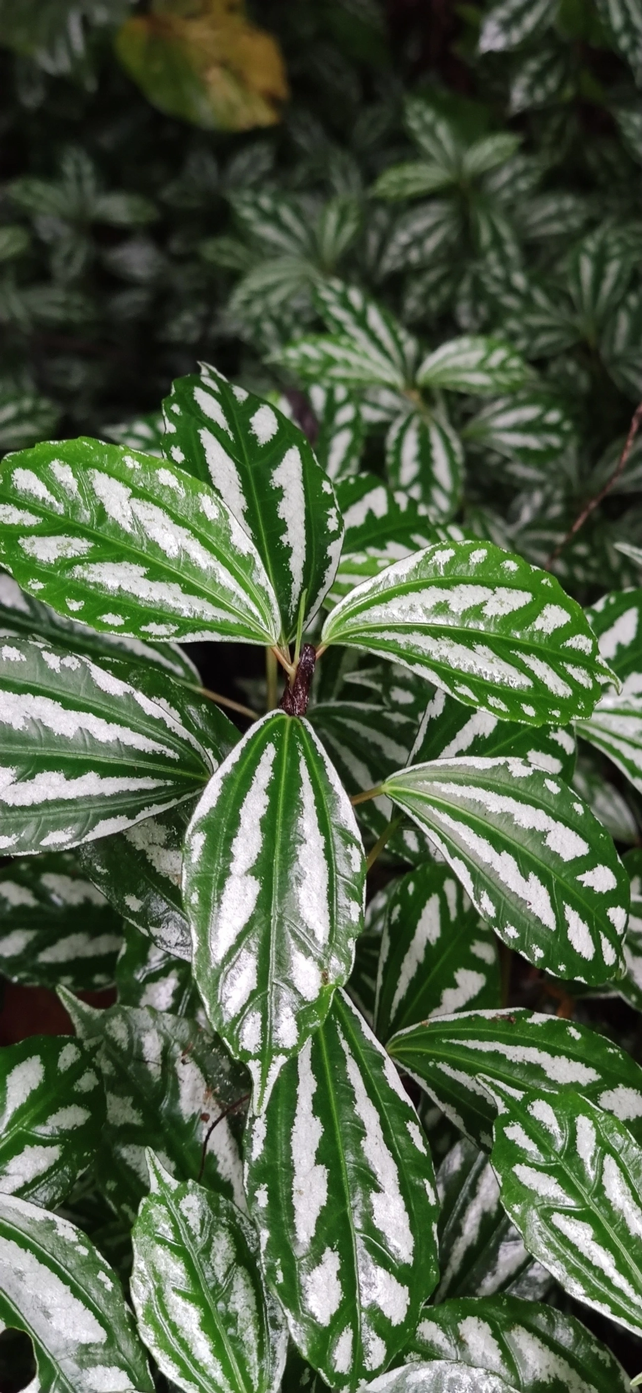 Planta-alumínio (Pilea cadierei), plantas, fotografado em Maresias, São Sebastião