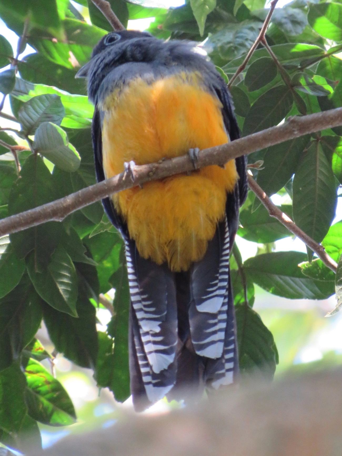 Surucuá-de-barriga-amarela (Trogon viridis), aves, fotografado em Paúba, São Sebastião