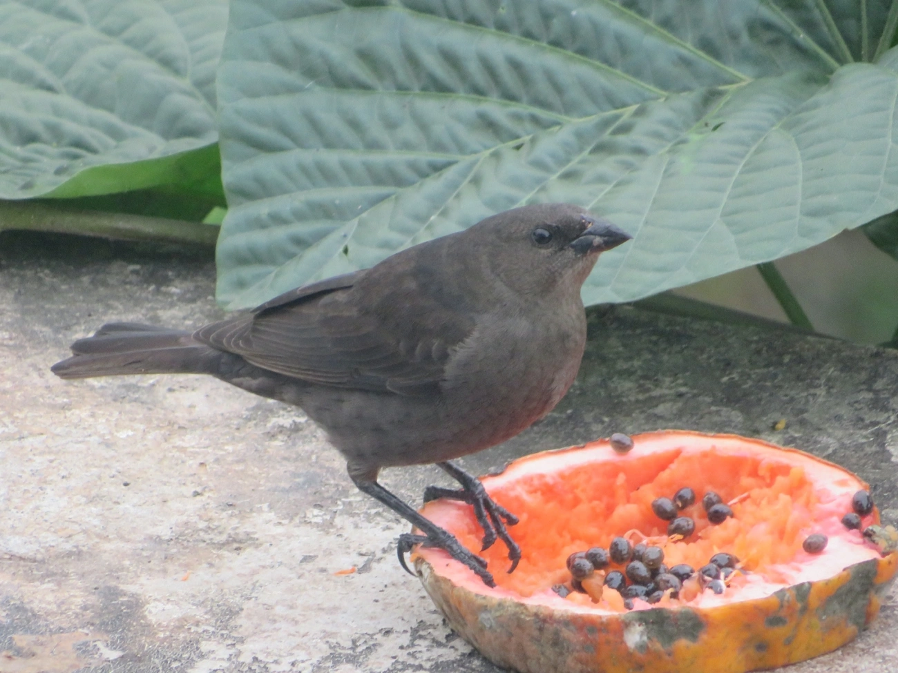 Chupim (Molothrus bonariensis), aves, fotografado em Maresias, São Sebastião