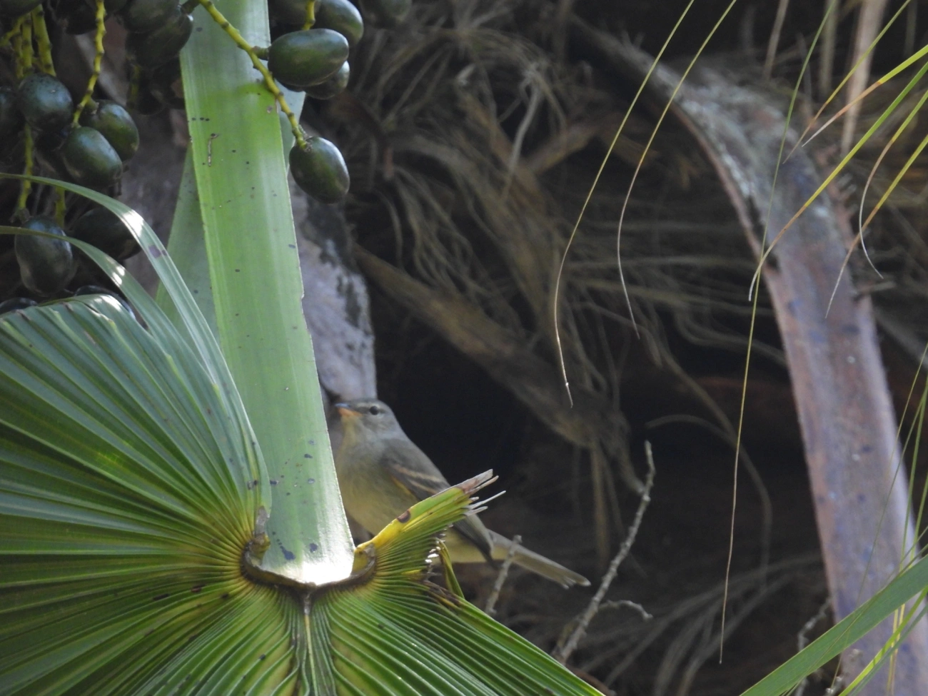 Risadinha (Camptostoma obsoletum), aves, fotografado em Maresias, São Sebastião