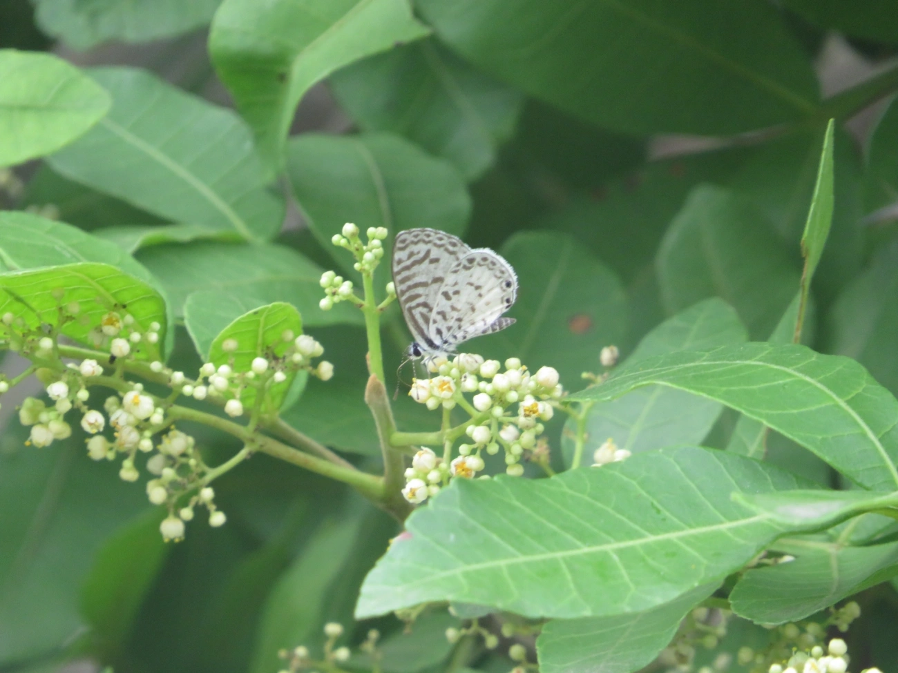 Borboleta-emília (Leptotes cassius), insetos, fotografado em Maresias, São Sebastião