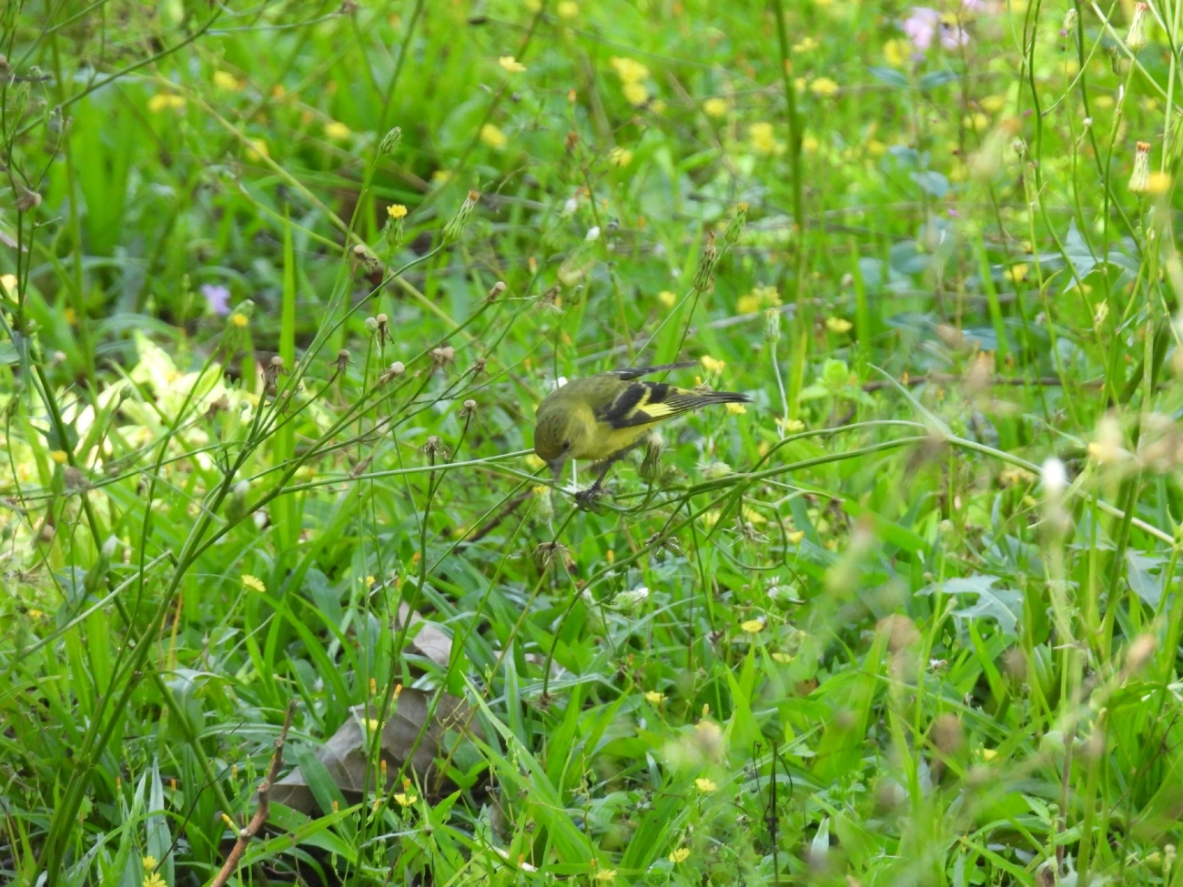 Pintassilgo (Spinus magellanicus), aves, fotografado em São Luíz do Paraitinga