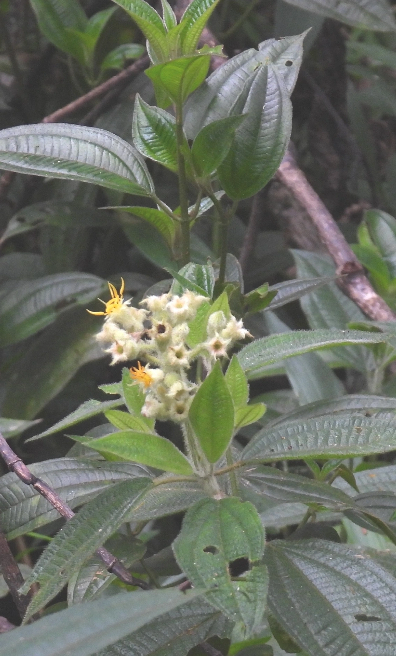 Pixiricas e Afins (Miconia), plantas, fotografado em Queluz
