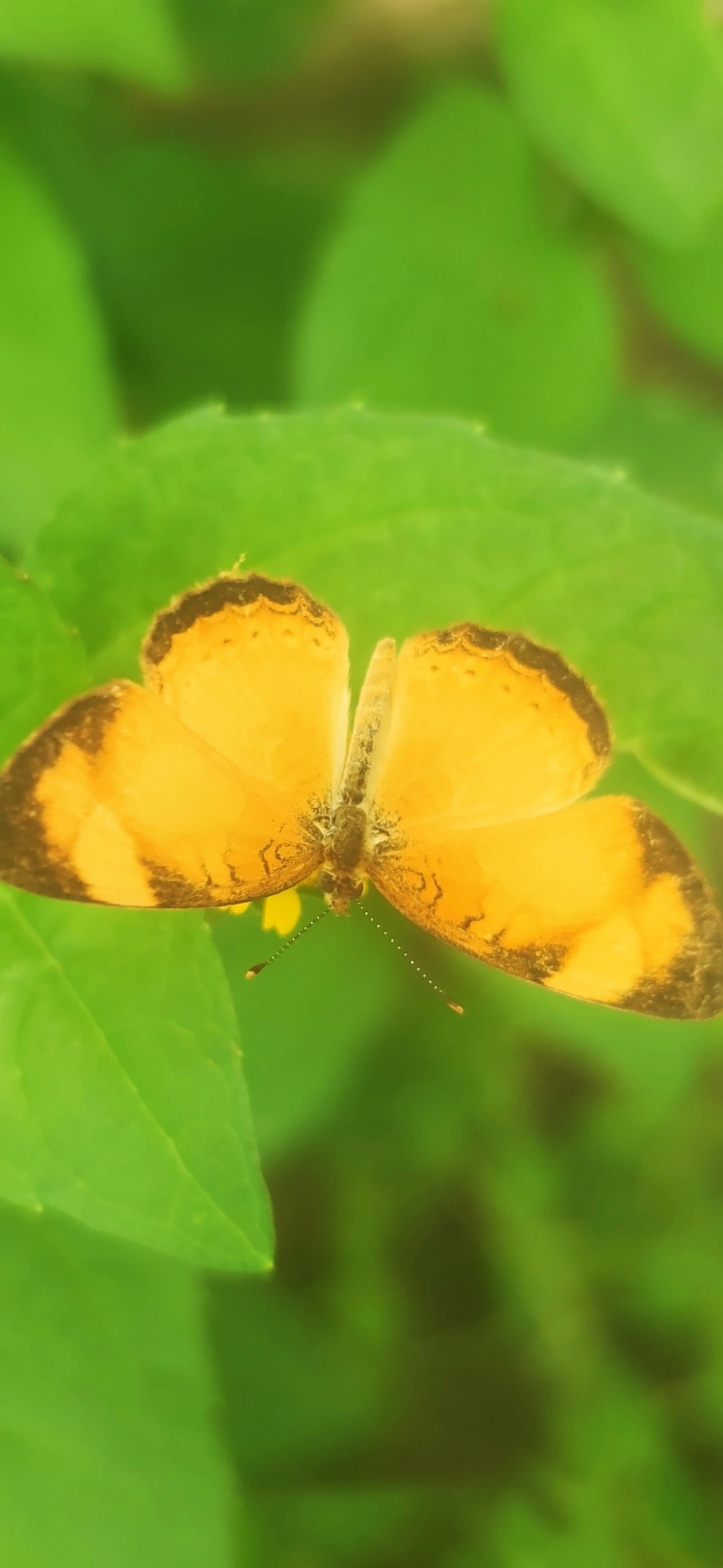 Tegosa claudina, insetos, fotografado em Maresias, São Sebastião