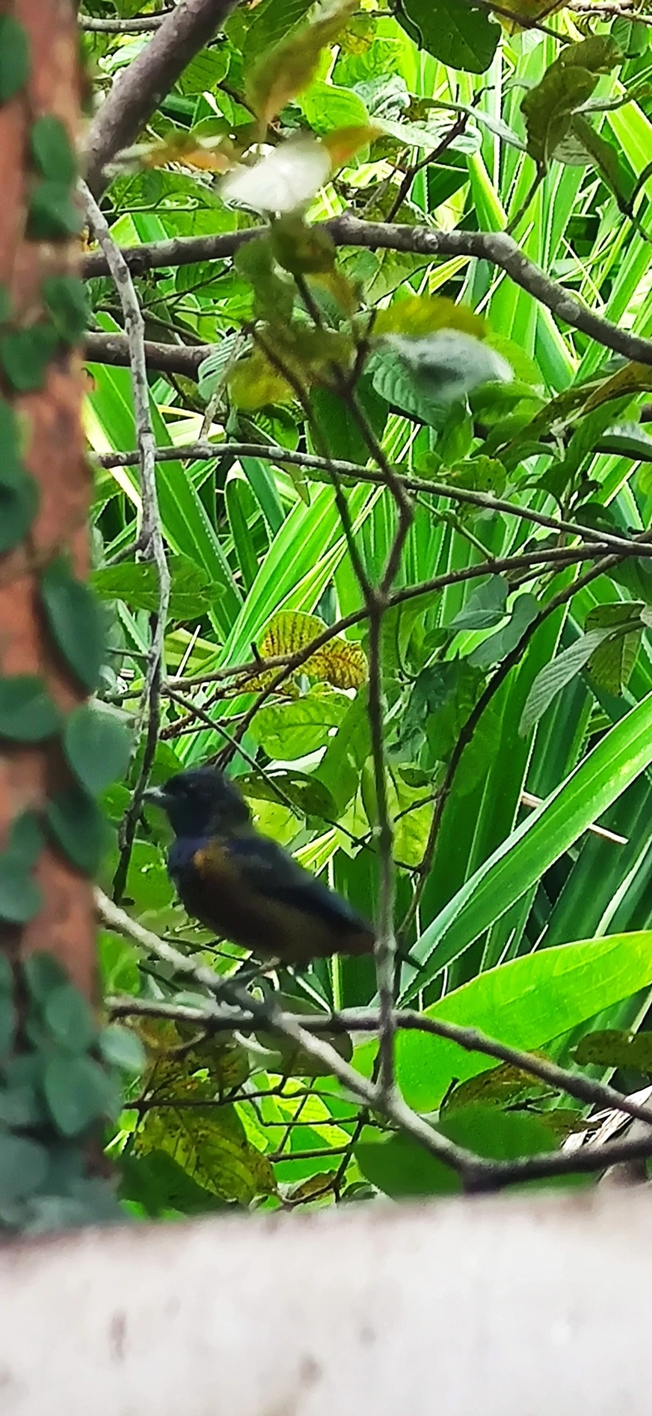 Ferro-velho (Euphonia pectoralis), aves, fotografado em Maresias, São Sebastião