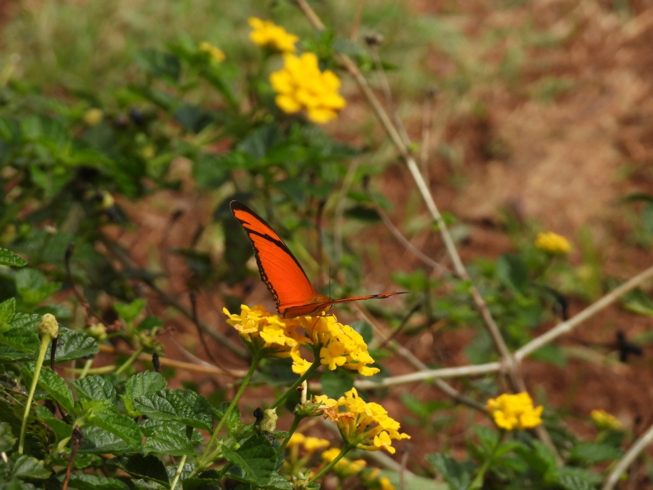 Borboleta-flambeau (Dryas iulia), insetos, fotografado em Bragança Paulista
