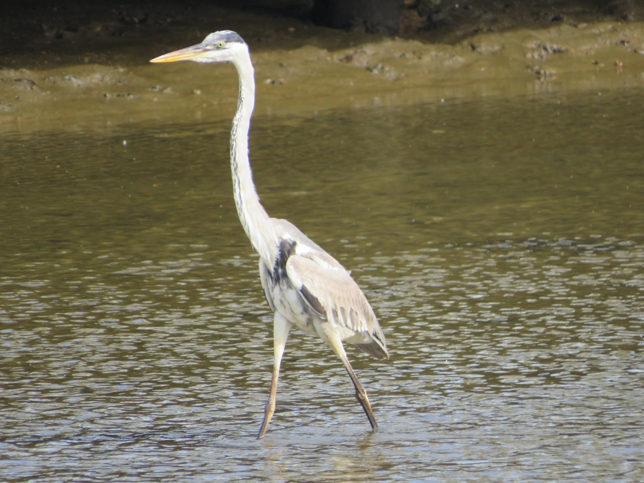 Garça-moura (Ardea cocoi), aves, fotografado em Indaiá, Caraguatatuba