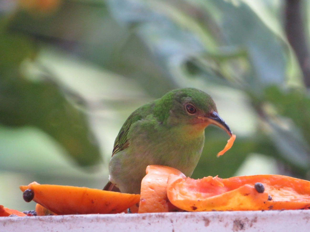 Saí-verde (Chlorophanes spiza), aves, fotografado em Maresias, São Sebastião