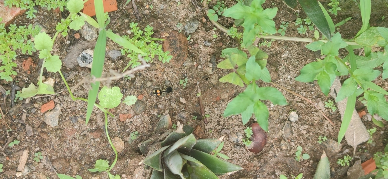 Formiga-feiticeira (Hoplomutilla spinosa), insetos, fotografado em Maresias, São Sebastião