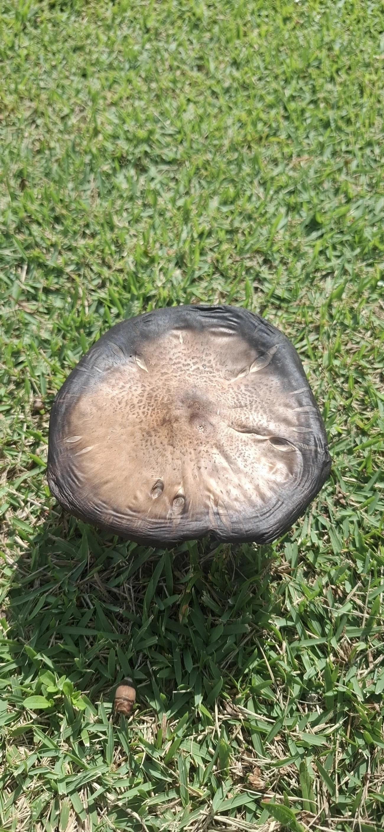 Champinhons e afins (Agaricus), fungos, fotografado em Amparo