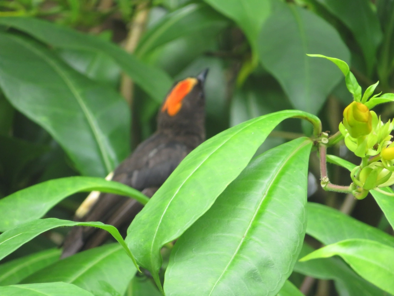 Tiê-galo (Loriotus cristatus), aves, fotografado em Maresias, São Sebastião
