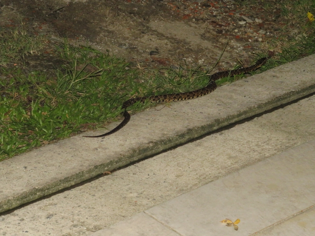 Jararacuçu (Bothrops jararacussu), répteis, fotografado em Maresias, São Sebastião