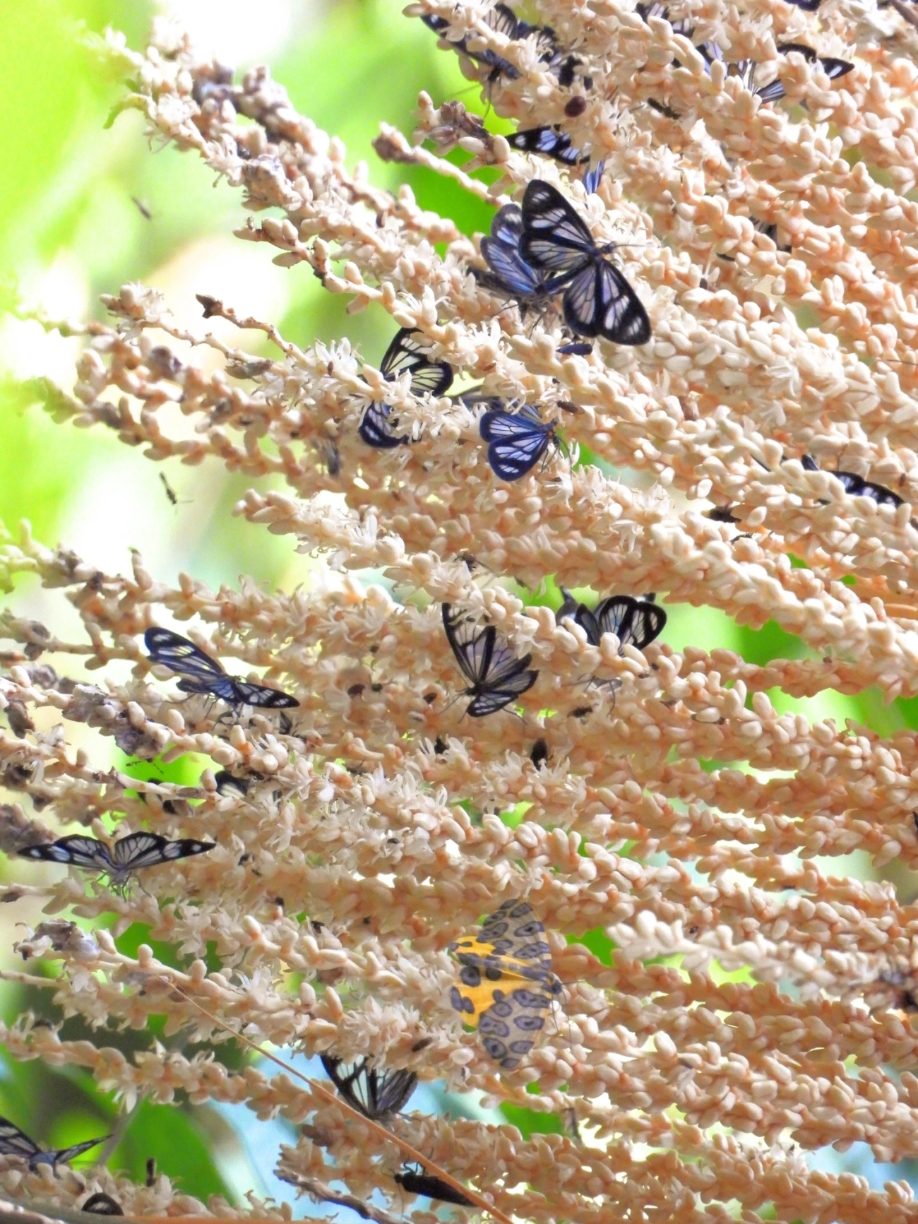 Pericopina, insetos, fotografado em Maresias, São Sebastião