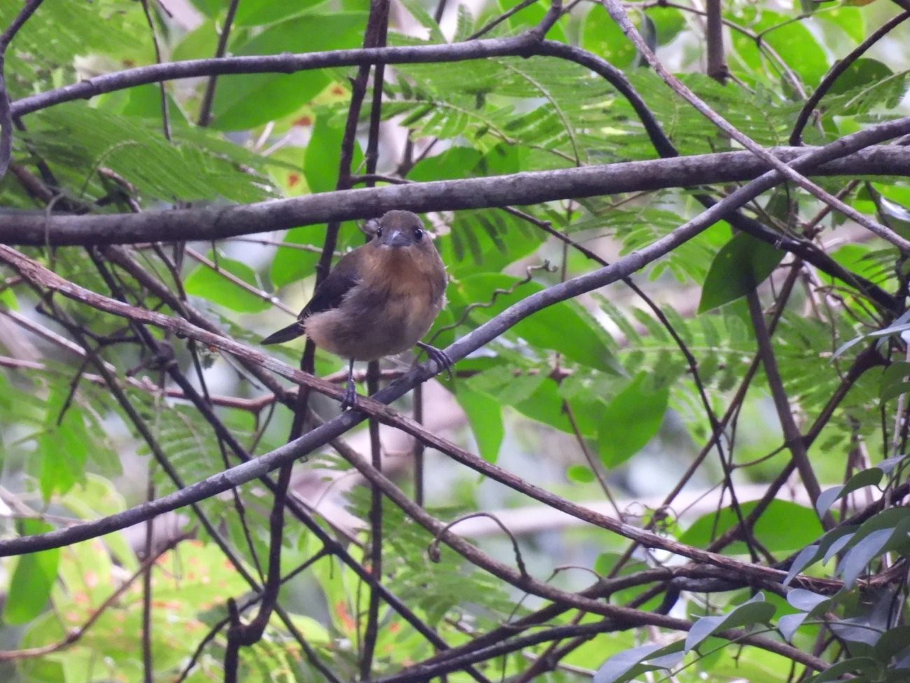 Tiê-de-topete (Trichothraupis melanops), aves, fotografado em Bom Fim do Bom Jesus, Cabreúva