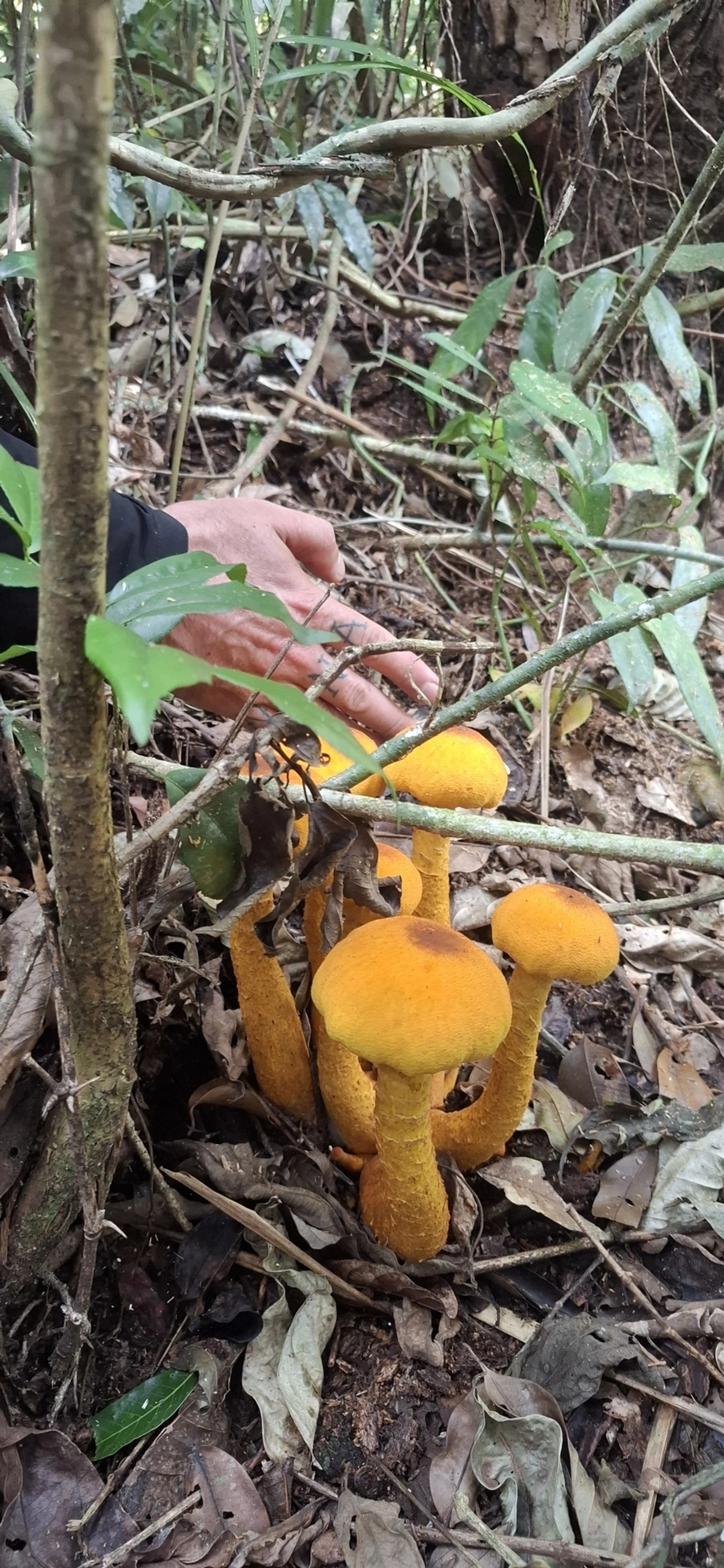 Agaricineae, fungos, fotografado em Enxovas, Ilhabela