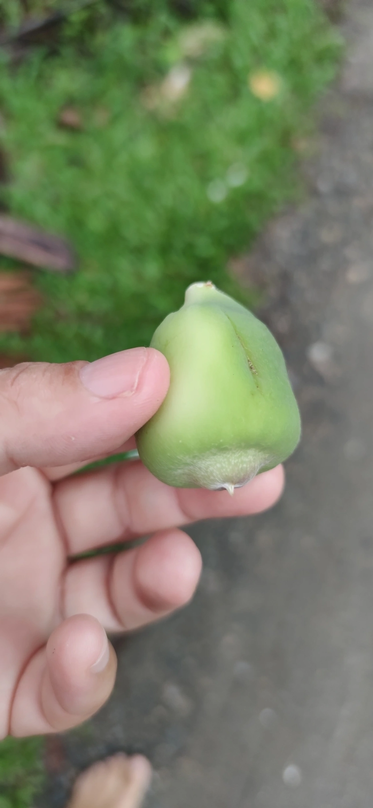 Figueira-trepadeira (Ficus pumila), plantas, fotografado em Maresias, São Sebastião