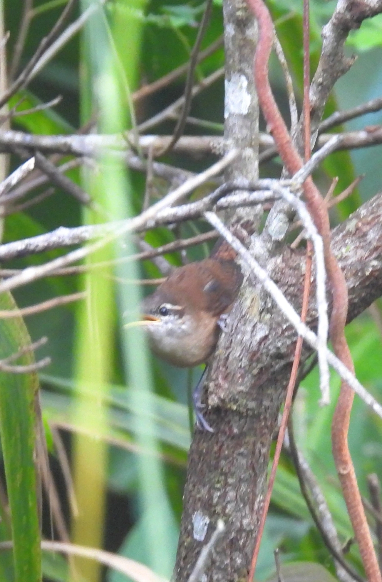 Garrinchão-de-bico-grande (Cantorchilus longirostris), aves, fotografado em Maresias, São Sebastião