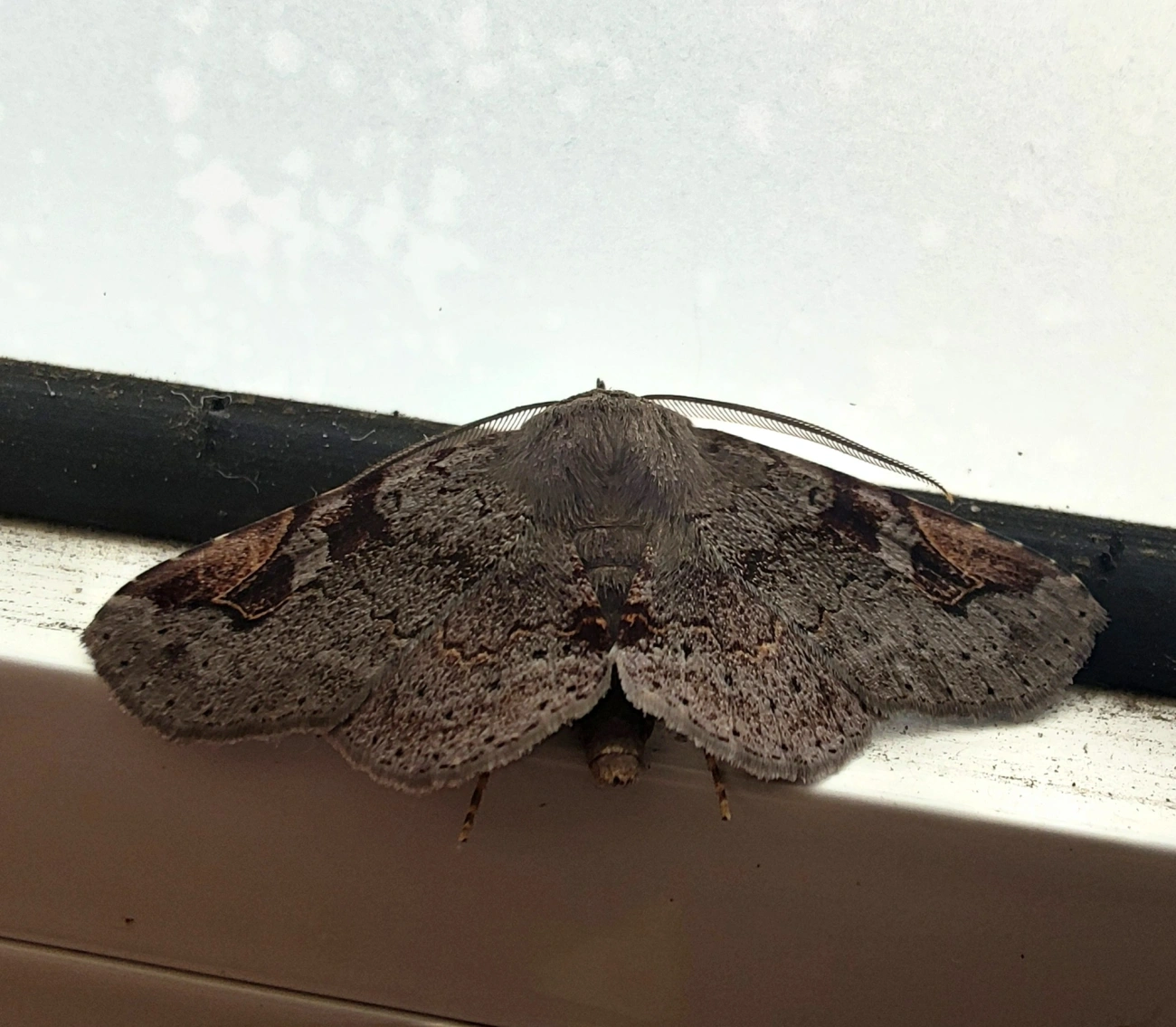 Borboletas e traças (Lepidoptera), insetos, fotografado em Maresias, São Sebastião