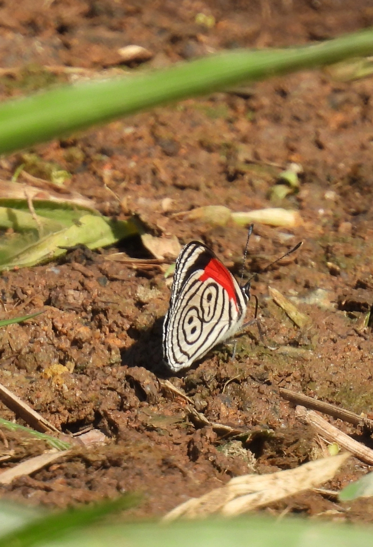 Borboleta-oitenta-e-oito (Diaethria clymena), insetos, fotografado em Bragança Paulista