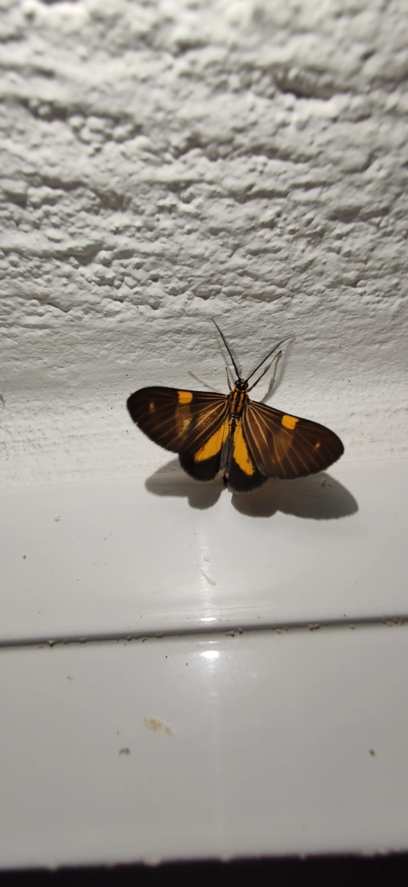Phaeochlaena lampra, insetos, fotografado em Maresias, São Sebastião