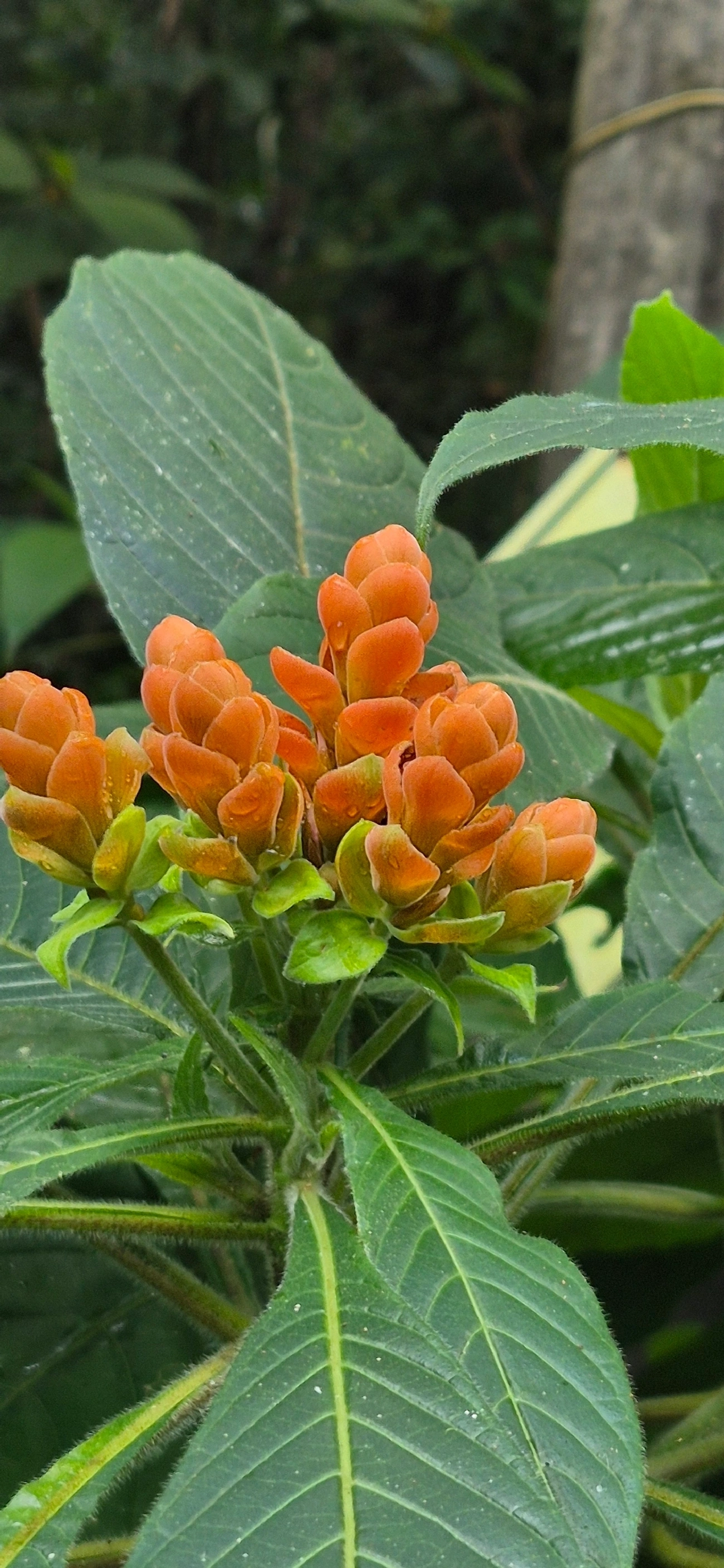 Afelandra-coral (Aphelandra sinclairiana), plantas, fotografado em Camburí, São Sebastião