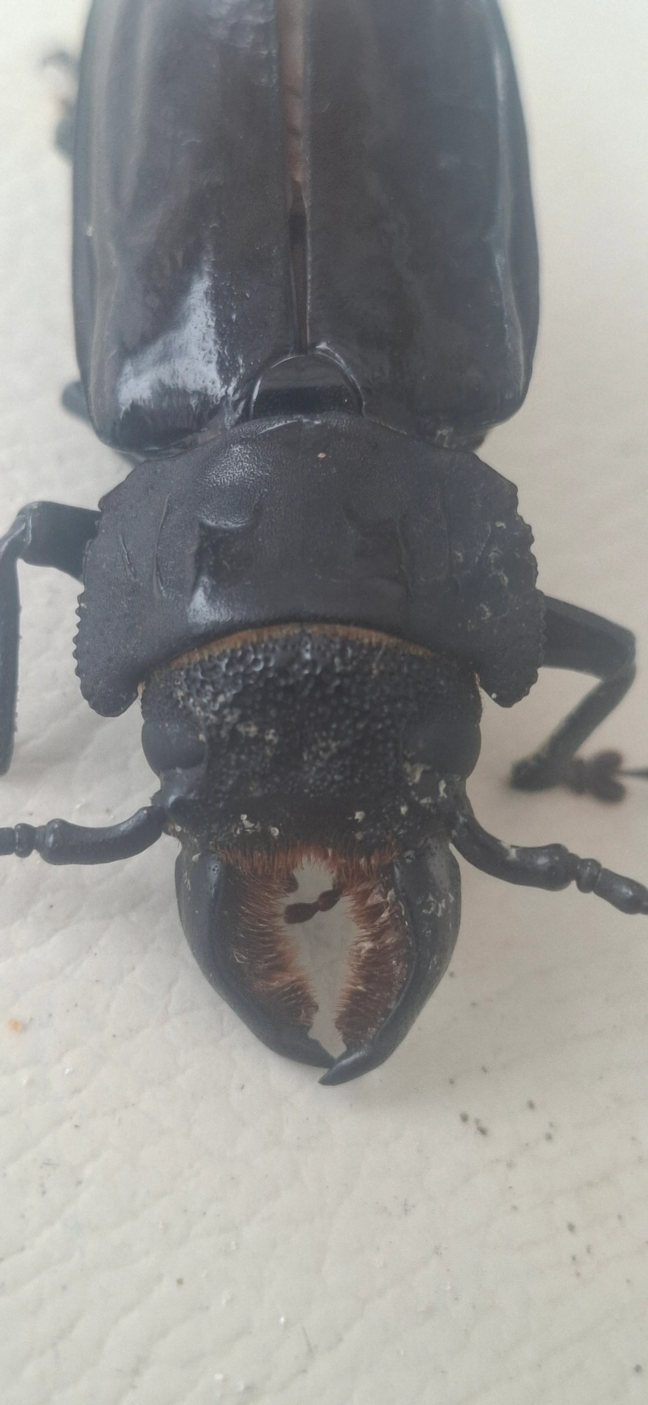 Mallodon, insetos, fotografado em Maresias, São Sebastião