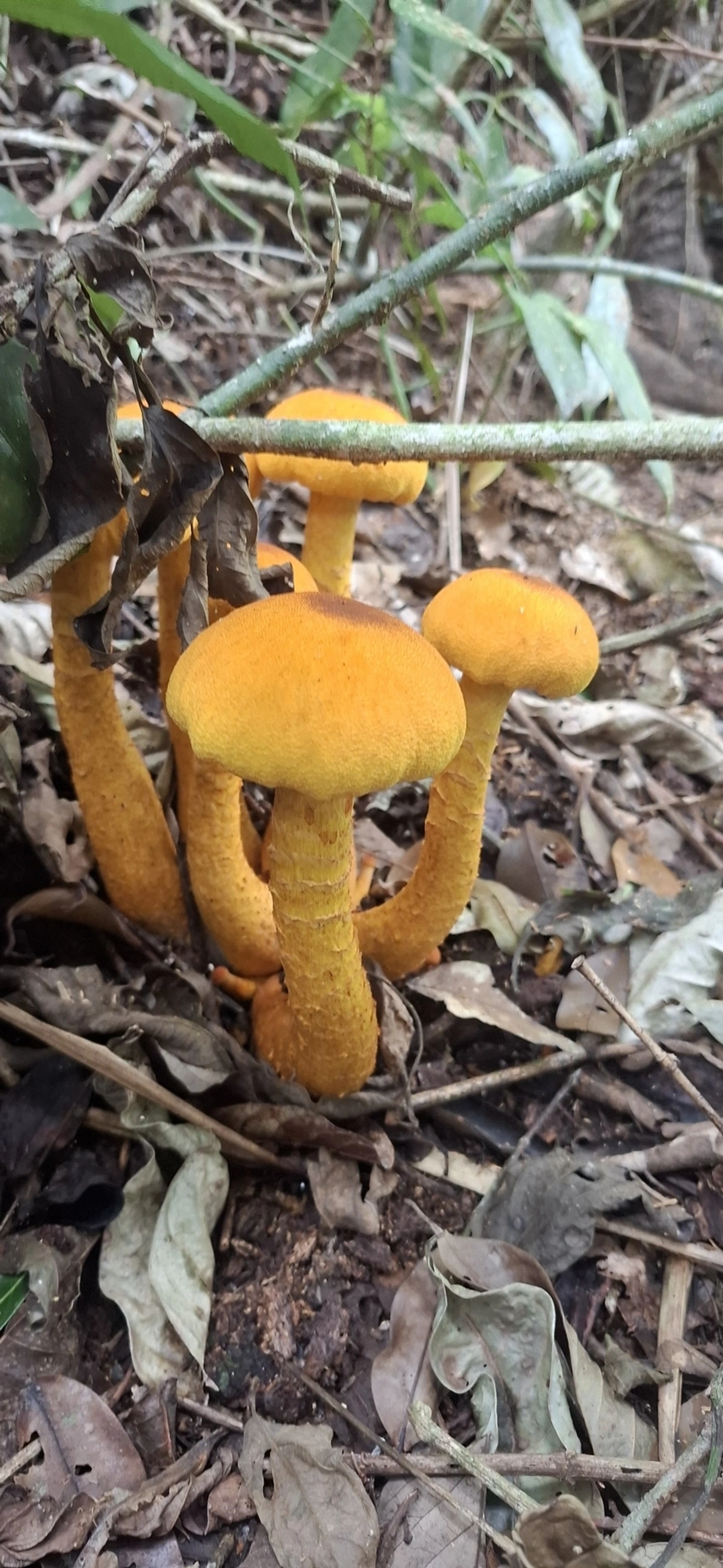 Agaricineae, fungos, fotografado em Enxovas, Ilhabela