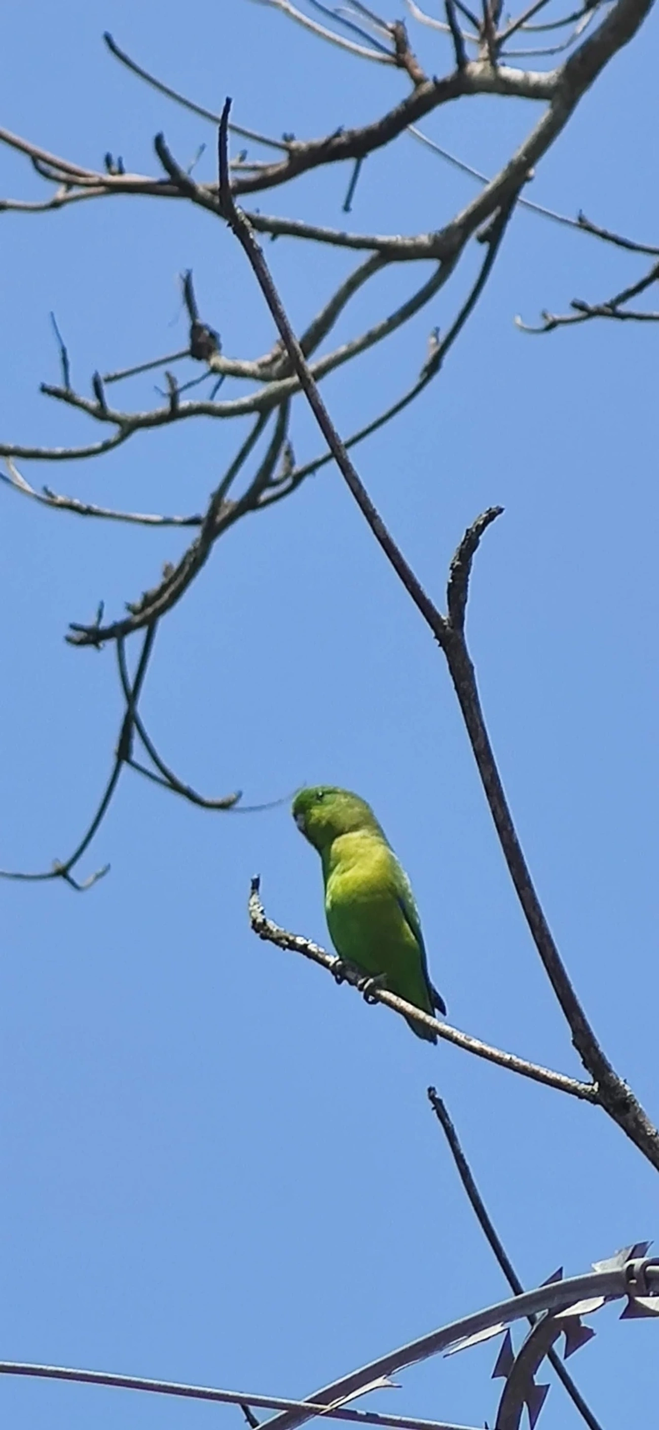 Tuim (Forpus xanthopterygius), aves, fotografado em Maresias, São Sebastião