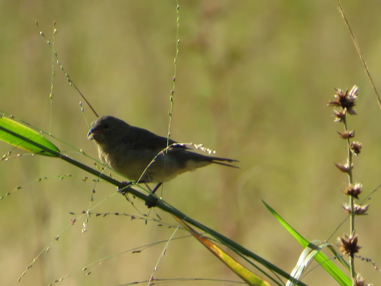 Baiano (Sporophila nigricollis), aves, fotografado em Maresias, São Sebastião