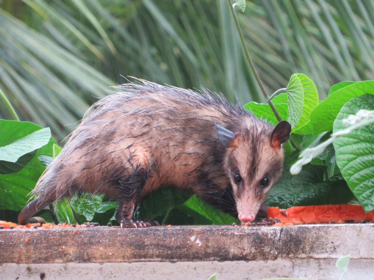 Gambá-de-orelha-preta (Didelphis aurita), mamíferos, fotografado em Maresias, São Sebastião