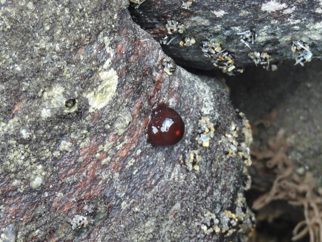 Morangos-do-mar e afins (Actinia), cnidários, fotografado em Maresias, São Sebastião