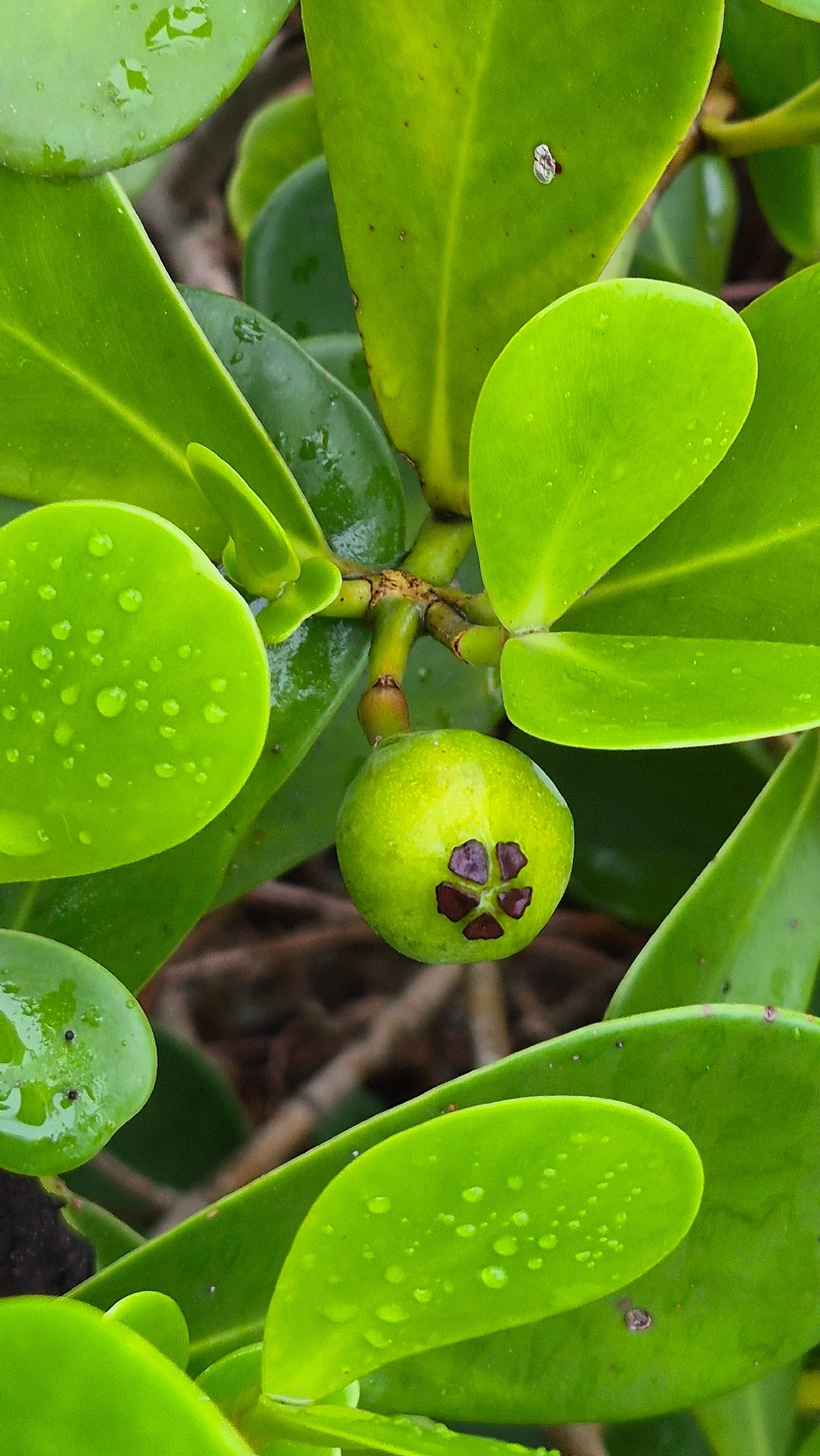 Manga-da-praia (Clusia fluminensis), plantas, fotografado em Caraguatatuba