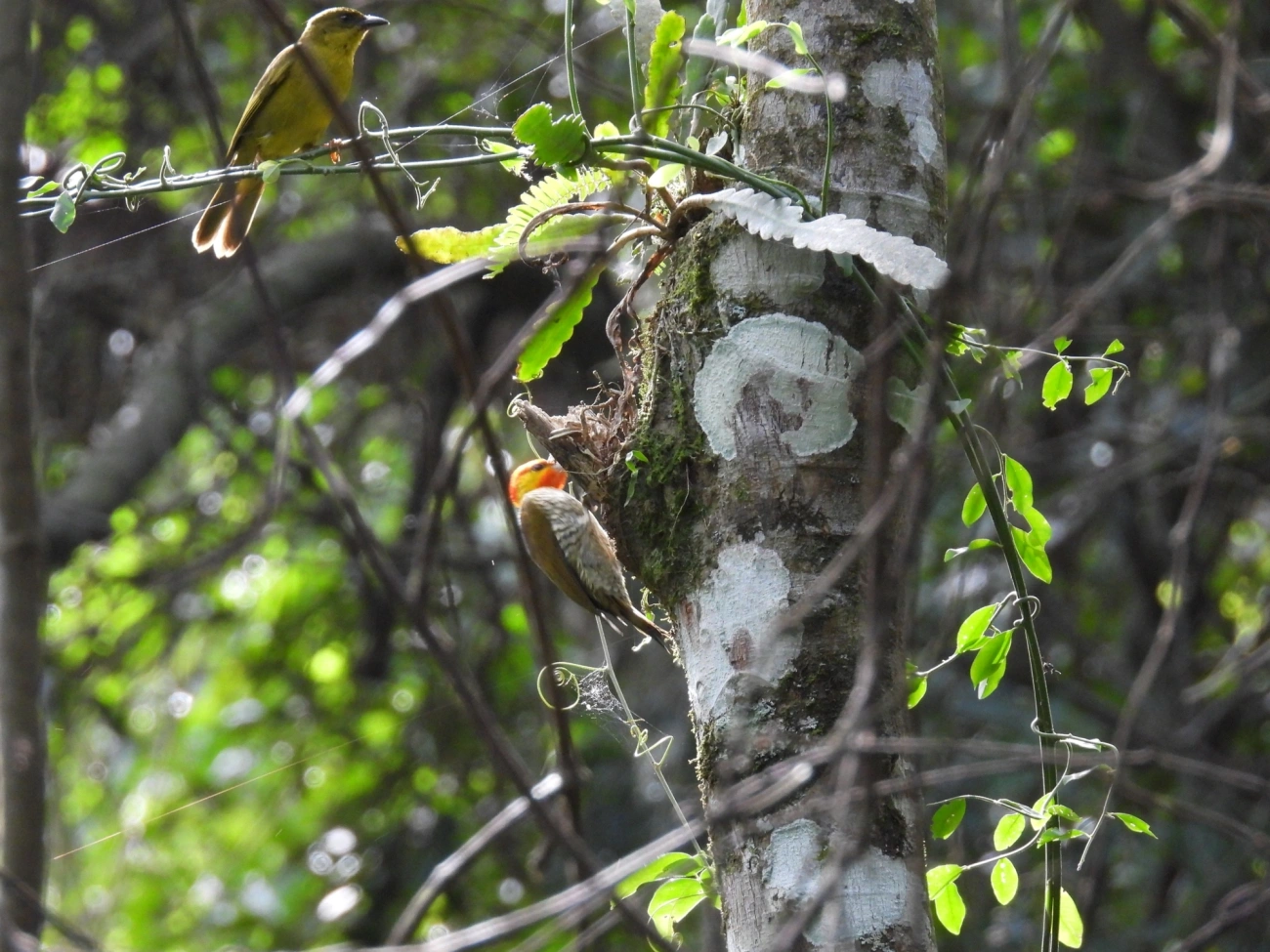 Pica-pau-bufador (Piculus flavigula), aves, fotografado em Paúba, São Sebastião
