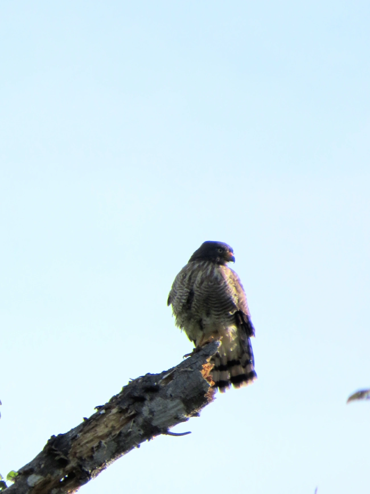 Gavião-carijó (Rupornis magnirostris), aves, fotografado em Maresias, São Sebastião