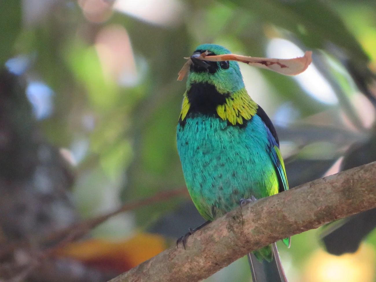 Saíra-sete-cores (Tangara seledon), aves, fotografado em Maresias, São Sebastião