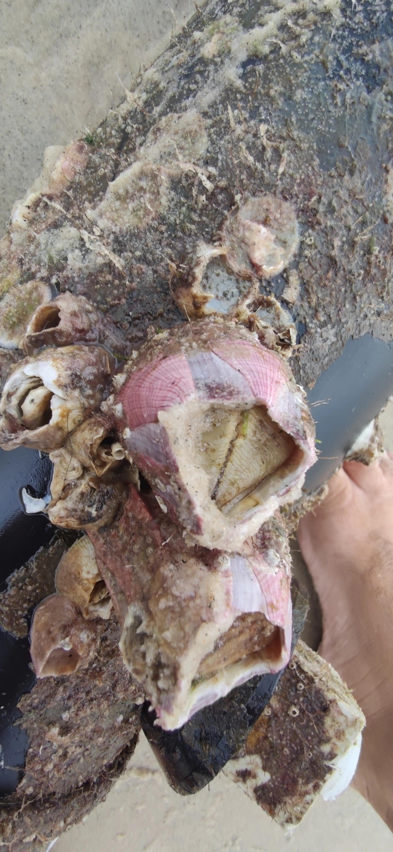 Megabalanus, crustáceos, fotografado em Maresias, São Sebastião
