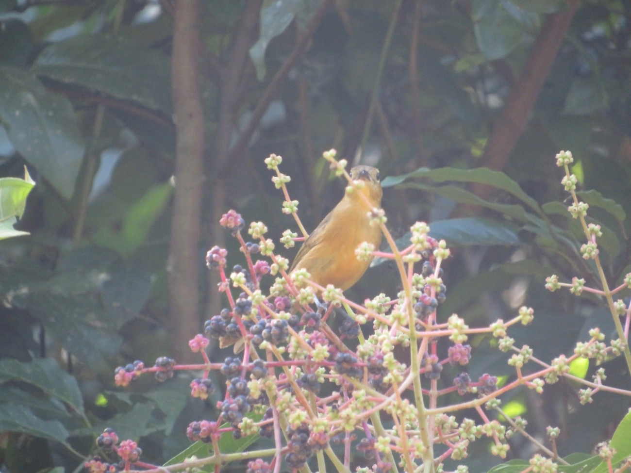 Tiê-galo (Loriotus cristatus), aves, fotografado em Maresias, São Sebastião