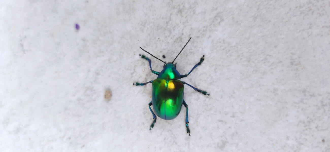 Eumolpus ignitus, insetos, fotografado em Maresias, São Sebastião